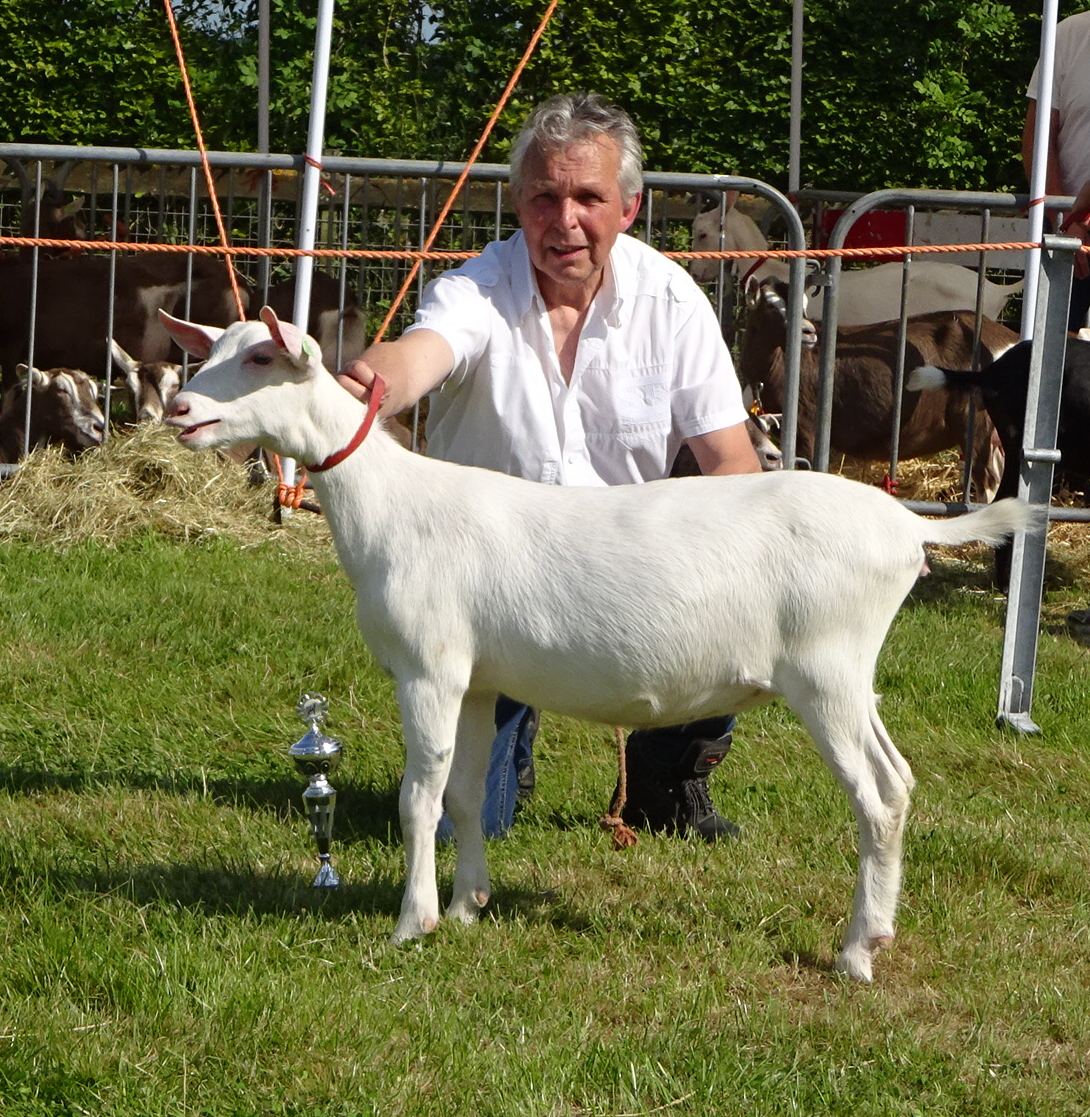 Lopik 2024 Algemeen kampioen lammeren: Mara 1 van Wim van Rheen.